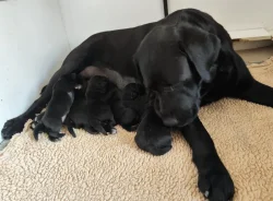 Labradorský retriever