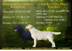 Labradorský retriever