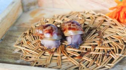Archachatina Marginata Ovum