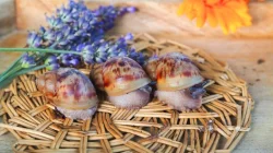 Archachatina Marginata Ovum