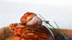 Archachatina Marginata Ovum