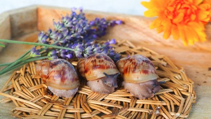 Archachatina Marginata Ovum