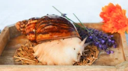 Archachatina Marginata Ovum