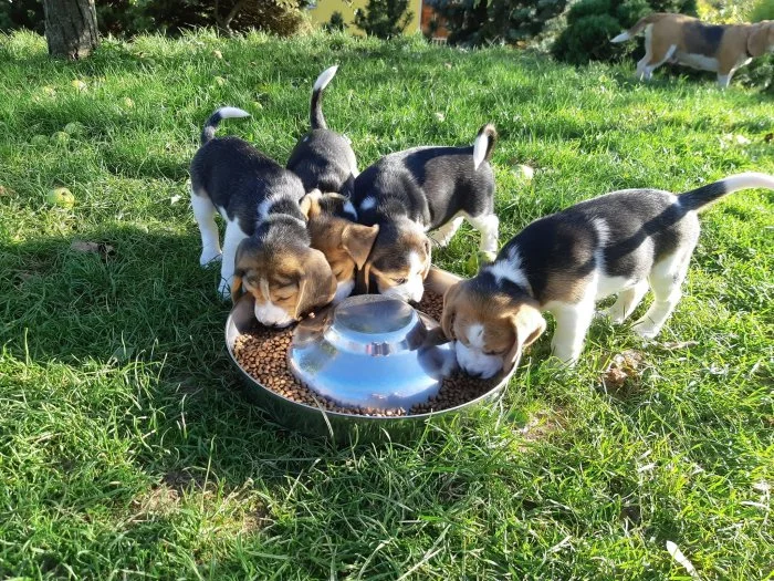 11týdenní čistokrevná štěňátka Beagle