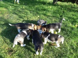 11týdenní čistokrevná štěňátka Beagle