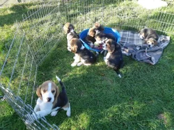 11týdenní čistokrevná štěňátka Beagle