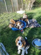 11týdenní čistokrevná štěňátka Beagle