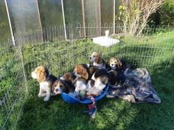 11týdenní čistokrevná štěňátka Beagle