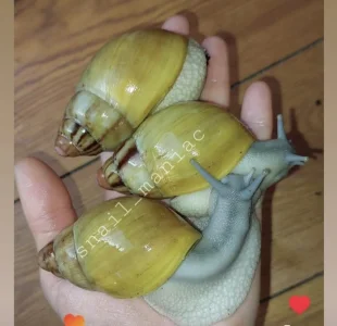 SHÁNÍM Archachatina Marginata Grevillei Striped Apex silver body