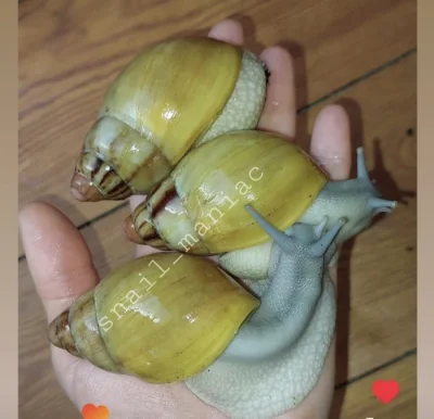SHÁNÍM Archachatina Marginata Grevillei Striped Apex silver body