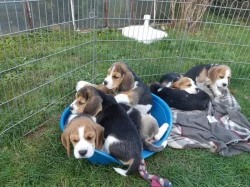 Beagle štěňata