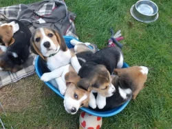 Beagle štěňata
