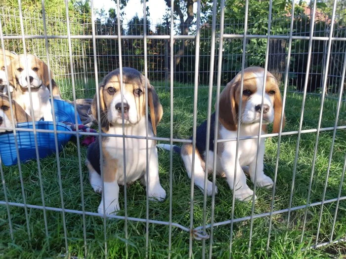 Beagle štěňata
