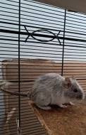 Osmák Degu