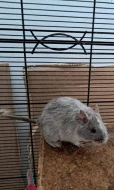 Osmák Degu