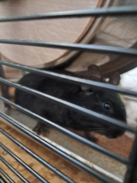 Osmák Degu
