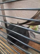 Osmák Degu