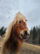 Minishetland poník 5 let – skvělý parťák k dětem