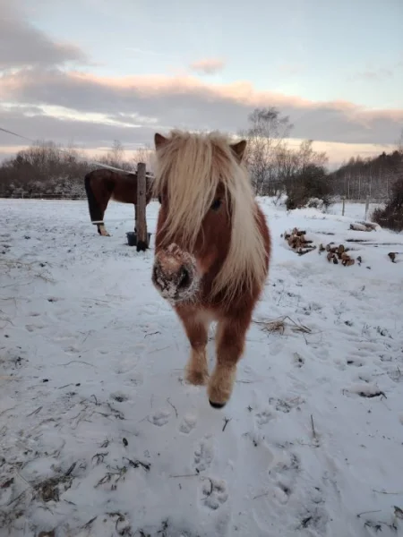 Minishetland poník 5 let – skvělý parťák k dětem