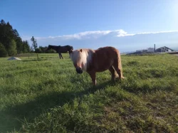Minishetland poník 5 let – skvělý parťák k dětem