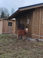 Minishetland poník 5 let – skvělý parťák k dětem