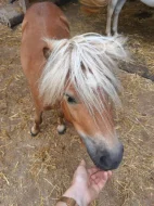 Minishetland poník 5 let – skvělý parťák k dětem