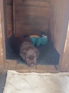 Labradorský retrívr