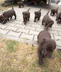 Labradorský retrívr