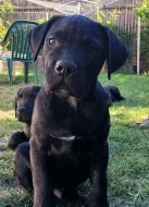 Bandog - štěňátka