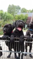 Bandog - štěňátka