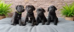 Bandog - štěňátka
