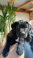 Bandog - štěňátka