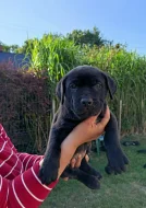 Bandog - štěňátka