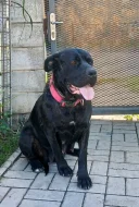 Bandog - štěňátka