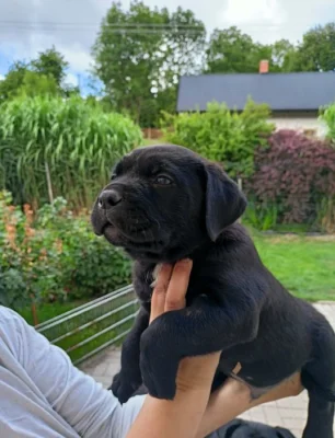 Bandog - štěňátka