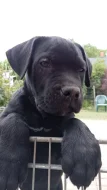 Bandog - štěňátka