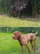 Bandog - štěňátka
