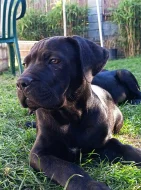Bandog - štěňátka