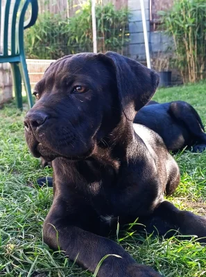 Bandog - štěňátka