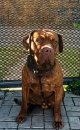 Bandog - štěňátka