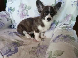 Welsh corgi