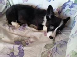 Welsh corgi