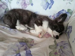 Welsh corgi