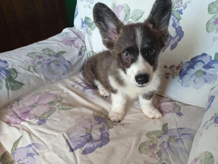 Welsh corgi