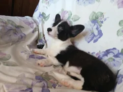 Welsh corgi
