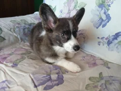 Welsh corgi