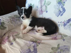 Welsh corgi