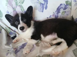 Welsh corgi