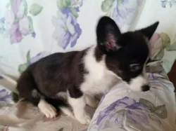 Welsh corgi