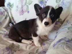 Welsh corgi